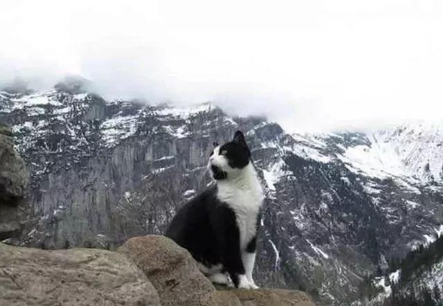 小伙登山时迷了路跟着猫咪走了1小时后还真被猫咪带回了家