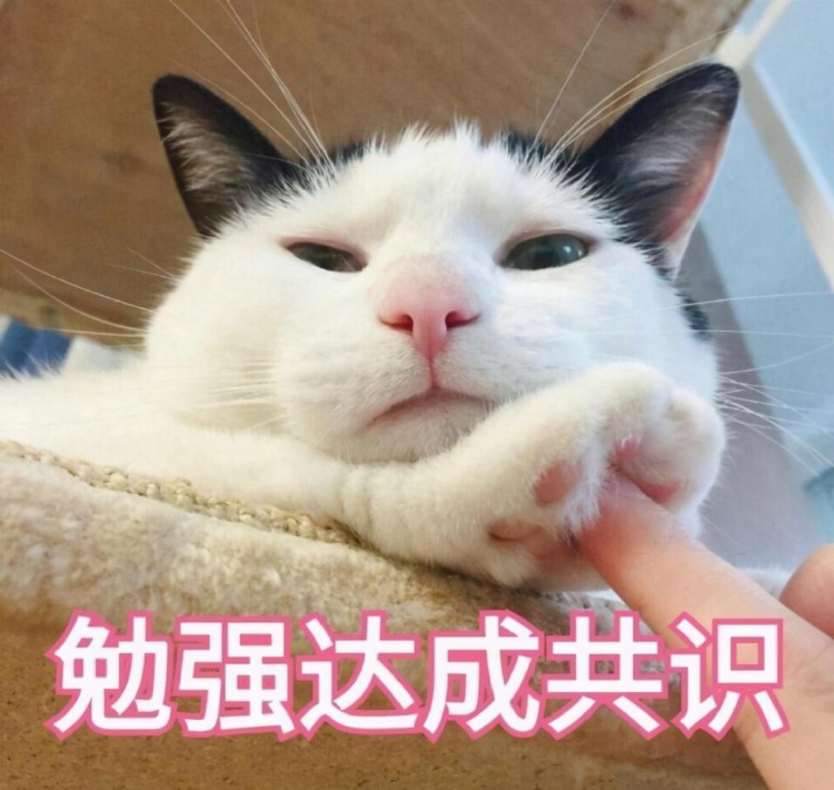 宠物猫太肥了，如何减肥？