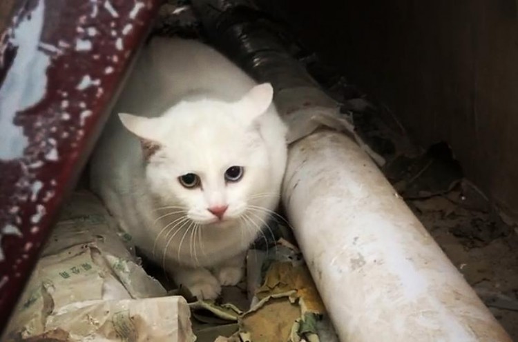 流浪猫被吓跑了，掉进臭豆腐卤水桶，突然停了下来，网友们笑着说：上头