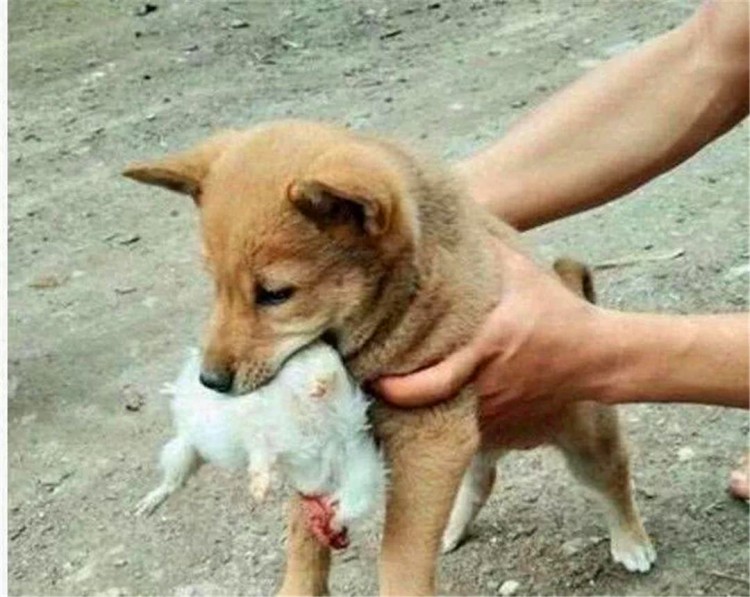 猫咪变成家宠之后看门幼犬担负起抓老鼠的责任态度格外敬业！