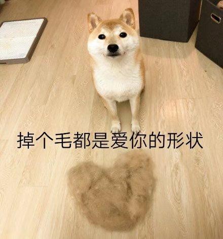 你适合养柴犬吗如果这5点都不能忍劝你放弃