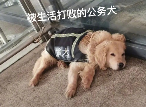 地铁里的警犬有多可爱狗子：我不想上班