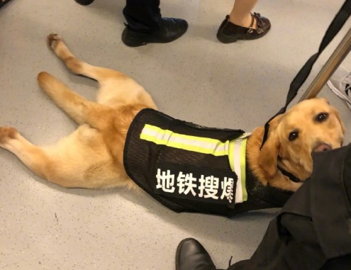 地铁里的警犬有多可爱狗子：我不想上班