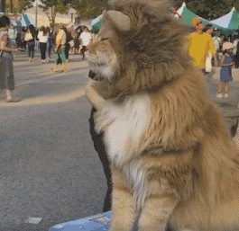 缅因猫毛发不柔顺怎么办?抓住这5个原因是关键