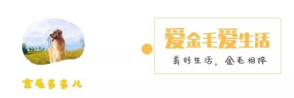 狗狗的这些“怪癖”，你知道代表什么吗？你家狗是不是这样？