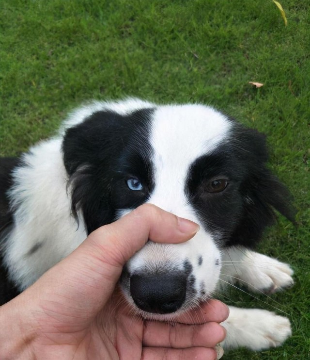 边境牧羊犬虽聪明但这几点很可怕