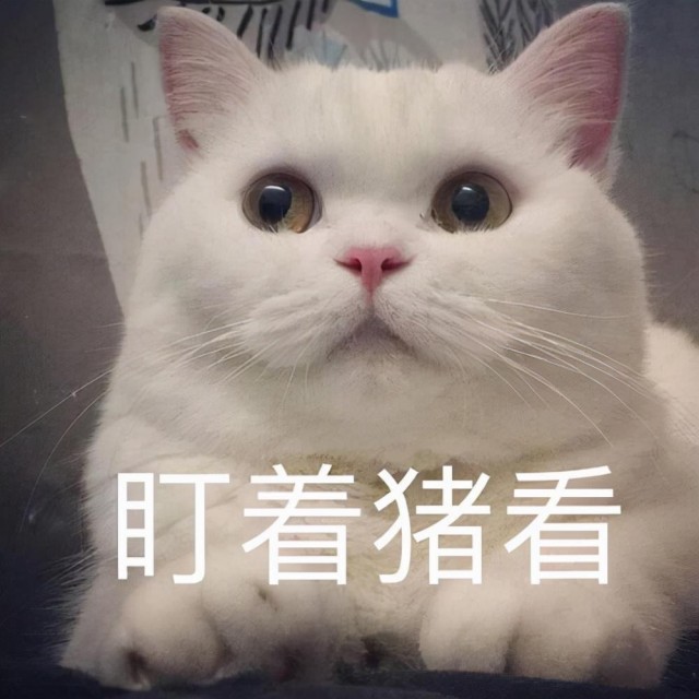 猫太胖有什么危害？