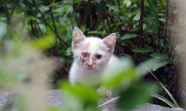 宠物猫变成流浪猫会过什么样的生活可以活多久