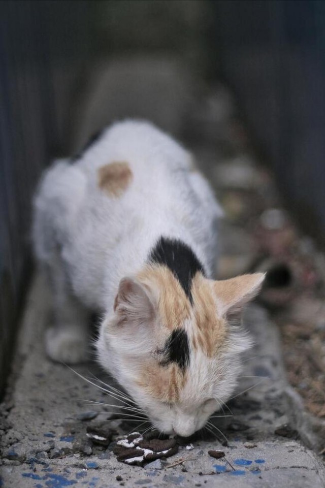 宠物猫变成流浪猫会过什么样的生活可以活多久