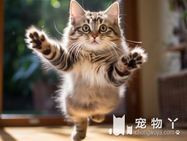 北京三萌猫舍：哪一只是你的心动猫咪?