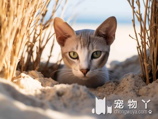 想知道上海李小姐的宠物馆里有多少种猫猫吗?